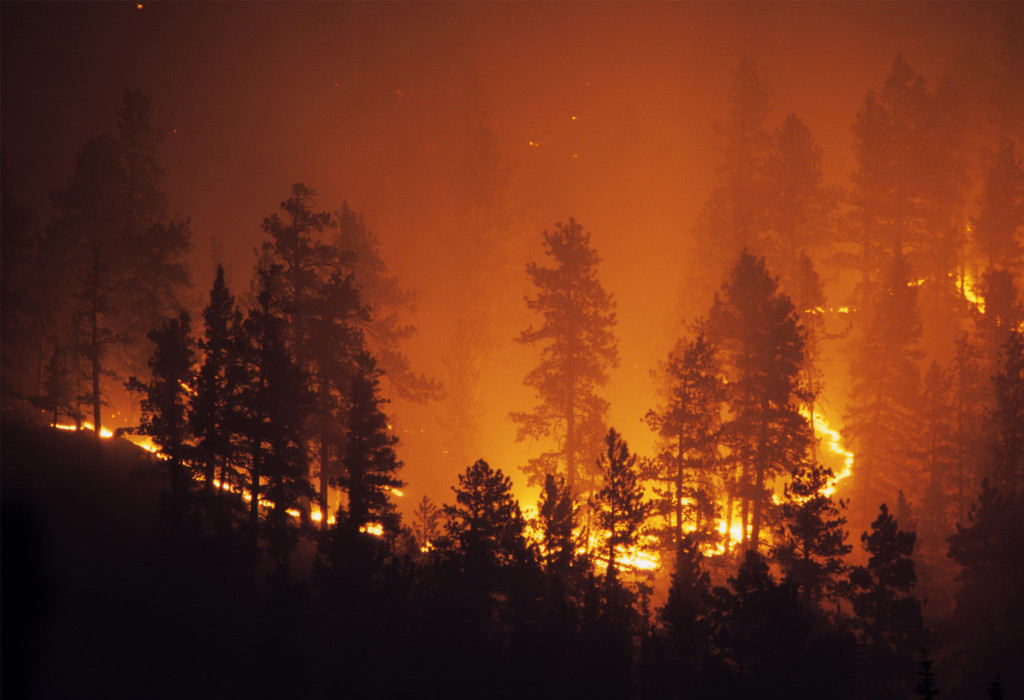 Forest Being Consumed by a Wildfire