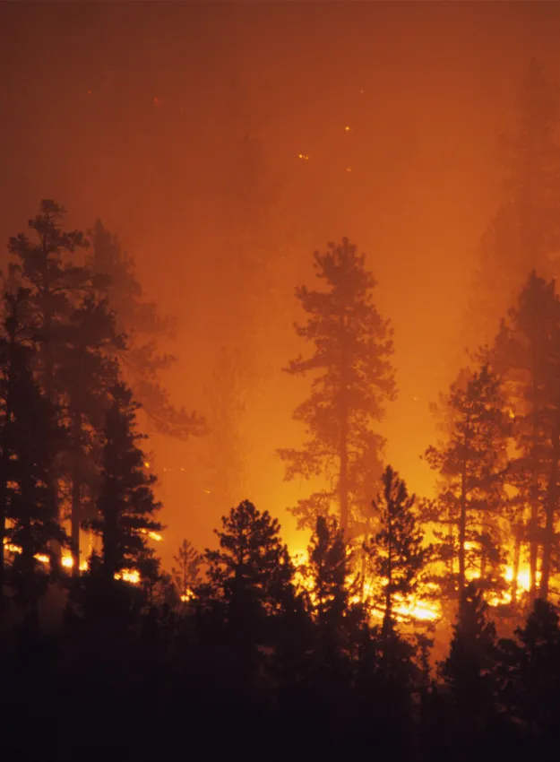 Forest Being Consumed by a Wildfire