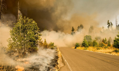 Wildfire Spreading Through Forest and Across Road