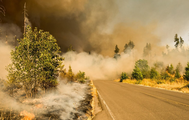 Wildfire Spreading Through Forest and Across Road